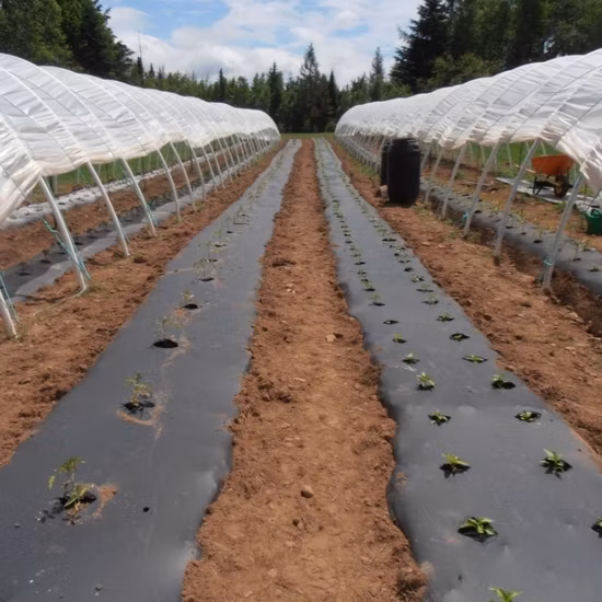 Film de paillis noir argenté pour l'agriculture, approvisionnement en prix d'usine chinois, à bas prix